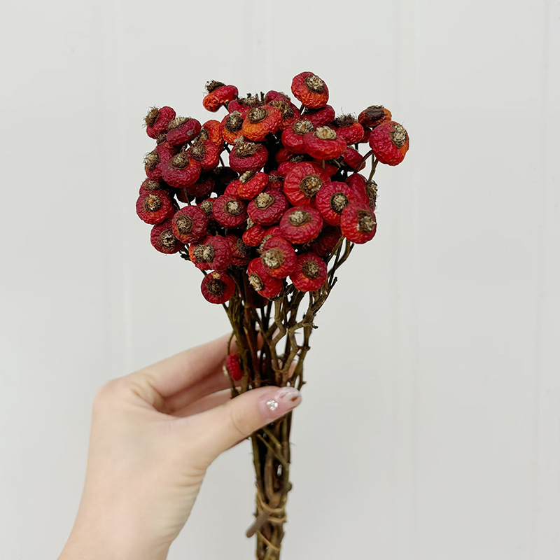 10pcs/Bunch Dried Rose Hip Ber - Dried Flower Bulk 评论和价格