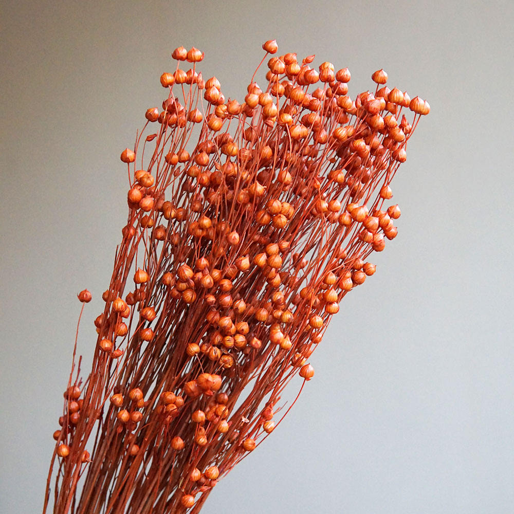 35g/Preserved Ormosia Hosiei N - Dried Flower Bulk 评论和价格