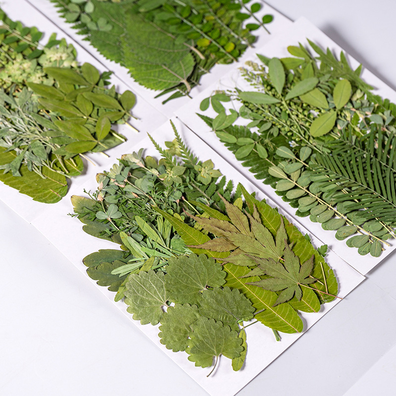 1Set 35pcs Pressed Dried Flowe - Dried Flower Bulk 评论和价格