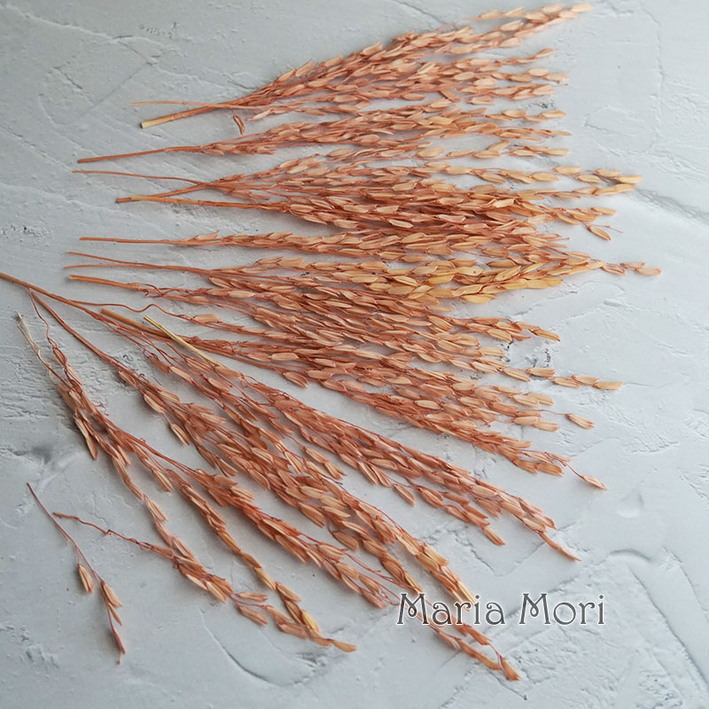 5g/Broomcorn Dyed Dried Nature - Dried Flower Bulk 评论和价格
