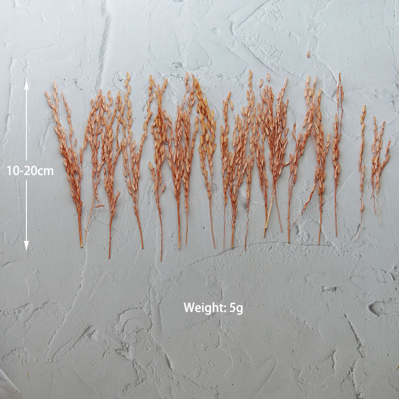 5g/Broomcorn Dyed Dried Nature - Dried Flower Bulk 评论和价格