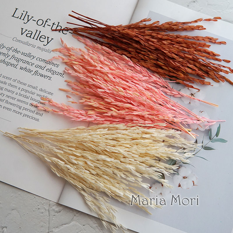 5g/Broomcorn Dyed Dried Nature - Dried Flower Bulk 评论和价格